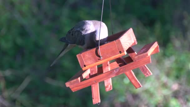 Una paloma de luto americana comiendo semillas en un comedero de pájaros de mesa de picnic de madera
 - Metraje, vídeo