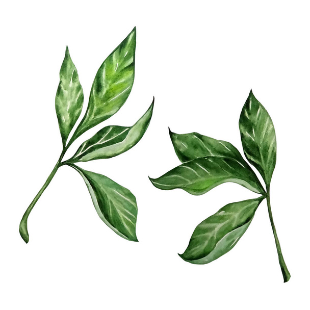 acuarela hojas de peonía verde separadas en una rama sobre un fondo blanco
 - Foto, imagen