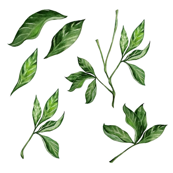 watercolor green peony branches and individual green leave - Φωτογραφία, εικόνα