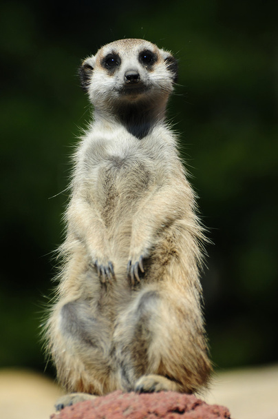 Líder de suricata
 - Foto, Imagen