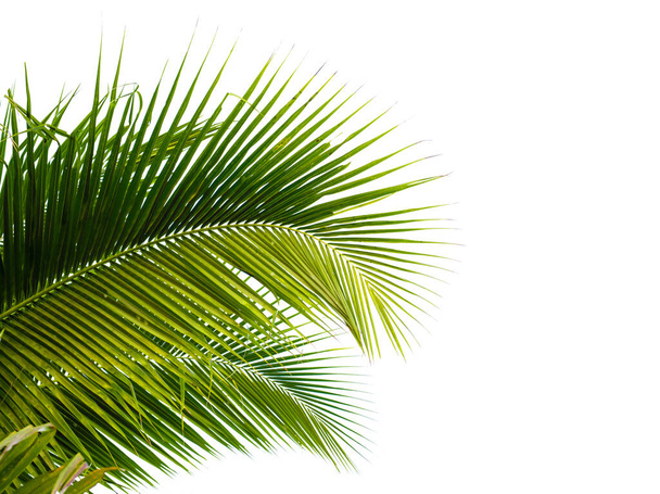 coconut palm leaf isolated on white with clipping path for object and retouch design. - Photo, Image