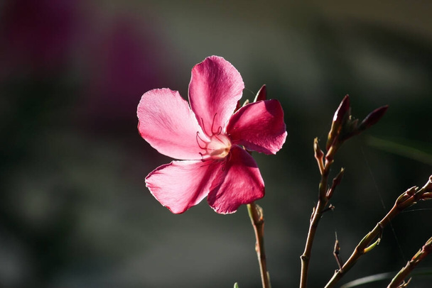 рожева квітка олеандра ізольована перед темним тлом
 - Фото, зображення
