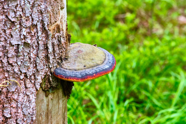 Chaga mushroom Inonotus obliquus on the trunk of a tree on a background of yellow autumn foliage. Close-up. Bokeh background - 写真・画像