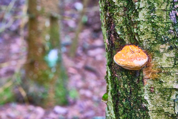 Chaga mushroom Inonotus obliquus на стволе дерева на фоне желтой осенней листвы. Крупный план. Боке
 - Фото, изображение