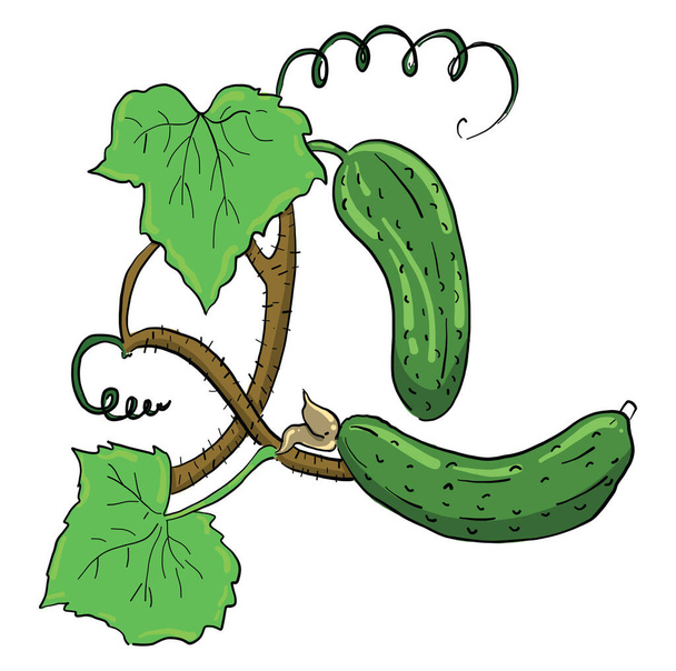 Verse komkommer, illustratie, vector op witte achtergrond - Vector, afbeelding