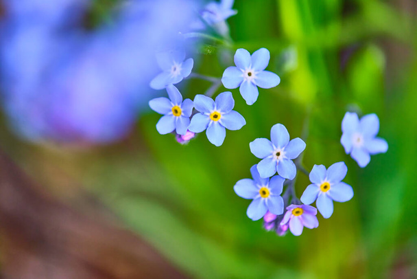 wildflowers on green grass, blurred background. View from above - Foto, Imagem