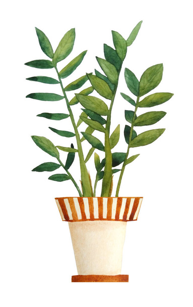 watercolor hand drawn illustration of green Zamioculcas known as ZZ plant white isolated background. Interior design nature lovers flower houseplant brown clay terra cotta pot urban tropical jungle. - Photo, Image