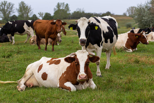 Wiejskie krowy pasą się na zielonej łące. Życie na wsi. Zwierzęta. kraj rolny. - Zdjęcie, obraz