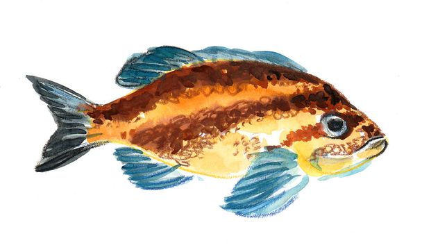 Tropical coral fish. Ink and watercolor drawing - Photo, Image