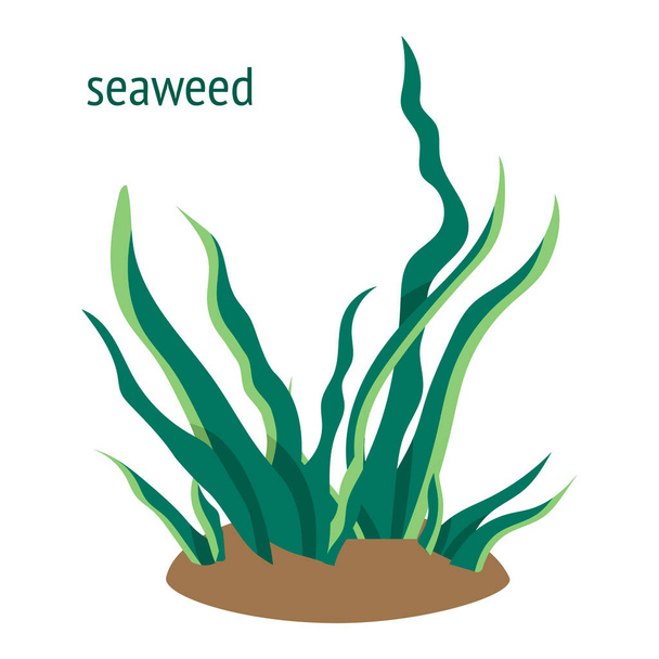 иллюстрация с зелеными водорослями. икона подводных растений
 - Вектор,изображение