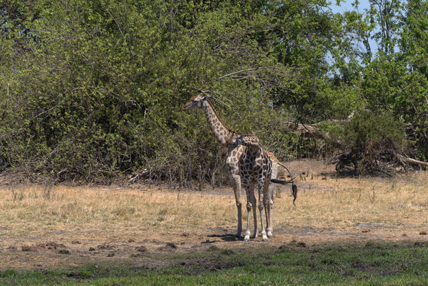 Zsiráf a száraz évszakban az Okavango deltában, Botswanában - Fotó, kép