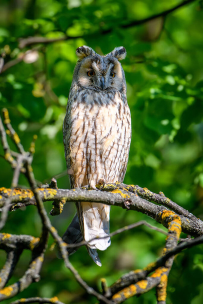 Long-eared owl owl in the wood, sitting on tree trunk in the forest habitat. Beautiful animal in nature - Photo, Image