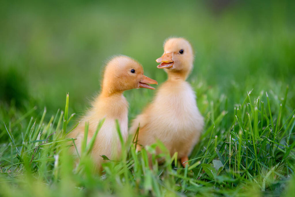 Vicces kis sárga kacsa a tavaszi zöld füvön. Gazdaság fogalma - Fotó, kép