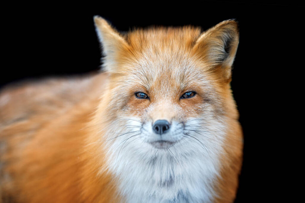 Portrait Red Fox, Vulpes vulpes, beautiful animal on black background. Wildlife nature - Photo, Image