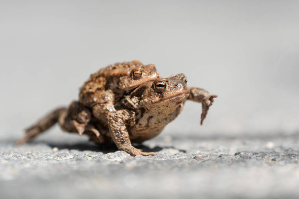 Zamknij dwie żaby ropuchy łączące się na drodze w okresie wiosennym. Scena dzikiej przyrody z natury - Zdjęcie, obraz