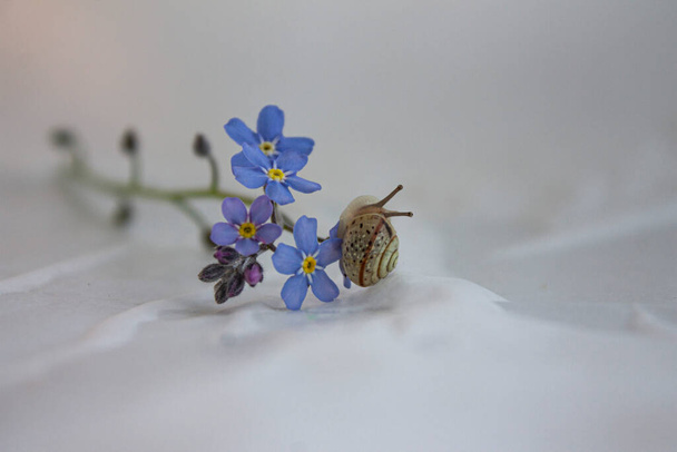 Małe ślimaki czołgające się na malutkich niebieskich kwiatkach - Zdjęcie, obraz