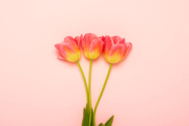 Three Pink Tulips on an Isolated Pink Background. The concept of spring, holiday, postcard, March 8, mother's day. Banner. Flat lay, top view. - Фото, изображение