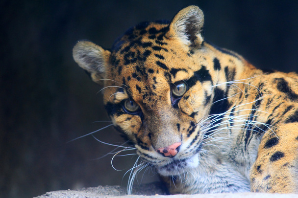 Trübter Leopard (neofelis nebulosa)) - Foto, Bild