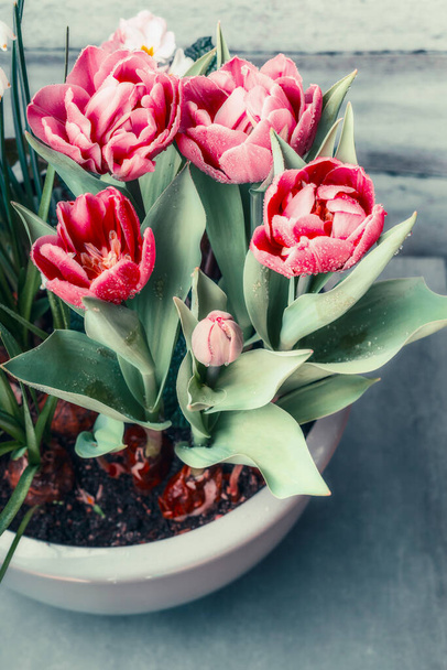 Tulips in flowers pot retro toned, spting  plant . Springtime  Container Gardening concept - Фото, зображення