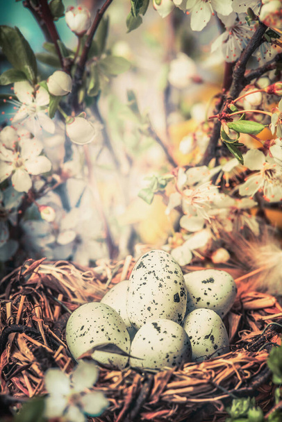 Bird nest with egg in bush with springtime blossom, close up, bokeh. Easter greeting card. Spring outdoor nature background - 写真・画像