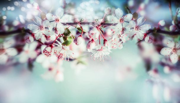 Wonderful springtime blossom of cherry tree or sakura, floral sprig border with outdoor nature background - Foto, Imagen