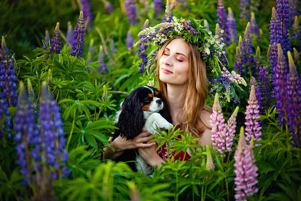 A loving hostess holds and hugs her favorite and best friend, a cavalier king Charles Spaniel, on a summer sunset floor with lots of bright lupine flowers. - Photo, Image
