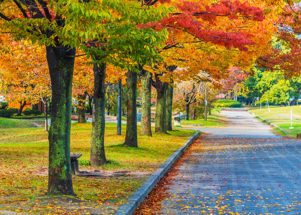 Autumn Laves at Hiroshima Central Park in Japan - Photo, Image