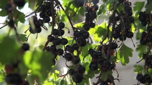 A bunch of black currant on bushes / A bunch of black currant on the bushes. Branches of black currant sway from the wind - Кадри, відео