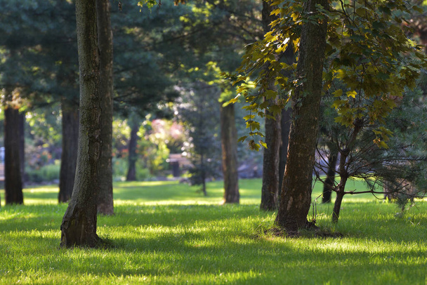 Alberi in parco in estate
 - Foto, immagini