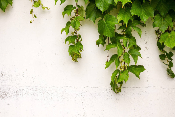 Mur blanc d'une maison de campagne, vieux stuc. Au-dessus se trouvent des feuilles vertes, de longues tiges, du lierre. À la surface des fissures, des copeaux. Asymétrie, abstraction, espace de copie
. - Photo, image