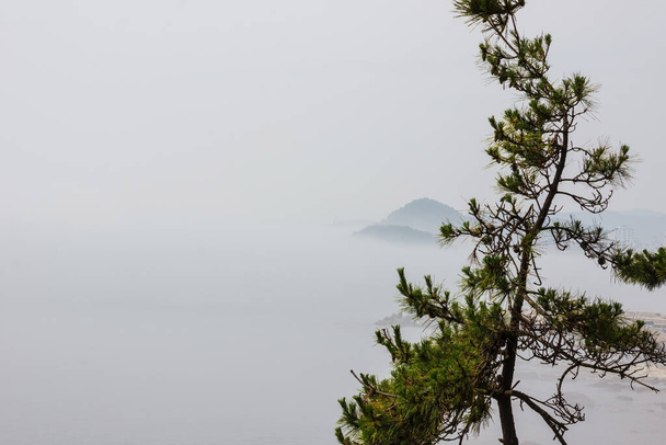 Thick, white fog on the sea coast. Bad visibility. In the foreground is a Korean pine, conifer. Silence, harmony, calm. - Photo, Image