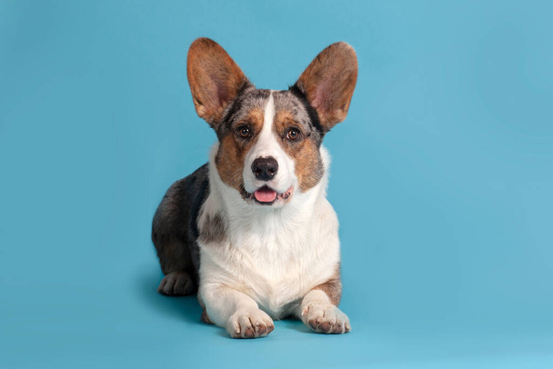 Cute welsh corgi dog of unusual Merle color (black, white, ginger and grey spots) lying down on empty blue background, with great copy space. Pretty attentive look right to the camera. Indoors, studio - Foto, Imagem