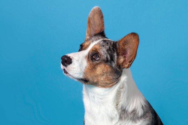 Close up profile portrait of cute welsh corgi dog looking at up left corner. Unusual Merle color, pretty eyes and face expression. Empty blue background with great copy space for any text. Indoors, studio - Fotoğraf, Görsel