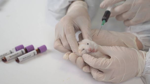  Experiment with lab rat, mouse to find coronavirus vaccine in lab.  Coronavirus test tubes. Testing covid-19 . - Photo, Image