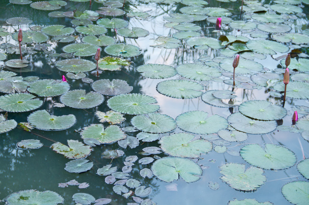 Lotus and lotus ponds. The lotus pond. There are a lot of lotus - 写真・画像