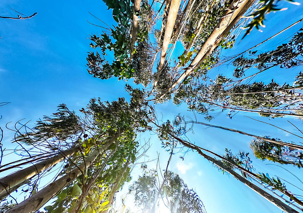 Eucalyptus-puut valokuvattu tukikohdasta toiseen
 - Valokuva, kuva