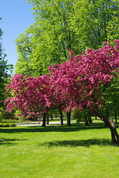 Flowering apple trees in the park in spring on a sunny day - Φωτογραφία, εικόνα