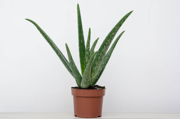 Close up view of an aloe vera plant in a pot on a white background . Home herbal therapy plants. - Zdjęcie, obraz