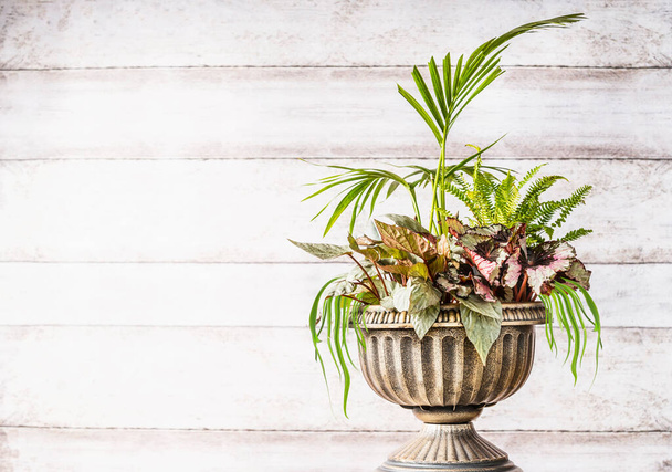 Beautiful patio urn planter arrangement with lovely plant of palm, grasses and leaf begonias at white wooden background,front view. Container gardening concept. Home  and office floral decor - Foto, Imagem
