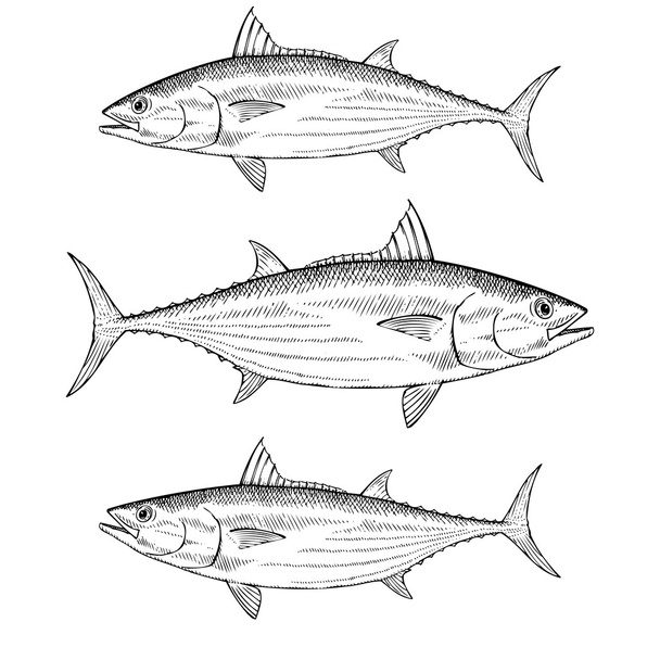 handgezogener Bonito-Thunfisch - Vektor, Bild
