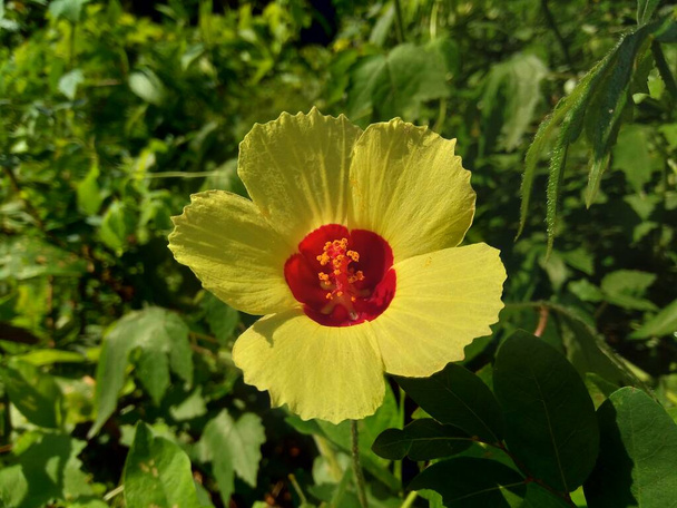 Abelmoschus crinitus (Abelmoschus hainanensis, Abelmoschus racemosus, Hibiscus bodinieri, Hibiscus cavaleriei) doğal bir geçmişe sahiptir. Doğada güzel yuvarlak sarı çiçek. - Fotoğraf, Görsel
