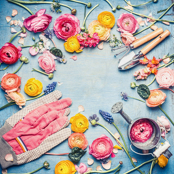 Beautiful garden flowers and gardening tools on blue shabby chic background, frame, top view - 写真・画像