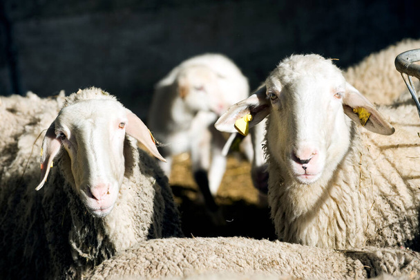 a small group of sheep on a farm waiting for a vet check look into the lens - Φωτογραφία, εικόνα