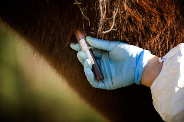 veterinario esegue campioni di sangue su una mucca di bufala per la ricerca del virus
 - Foto, immagini