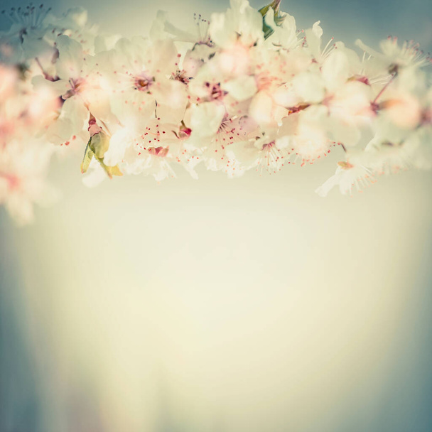Primer plano de flor de cerezo, borde floral de primavera en color pastel
 - Foto, Imagen