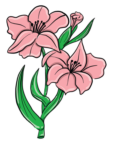 Pink gladiolus , illustration, vector on white background - Vetor, Imagem