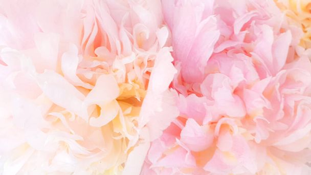 Pink peony petals delicate rose flower peonies - 写真・画像