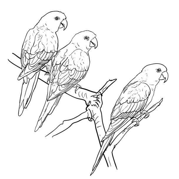Três papagaios
 - Vetor, Imagem