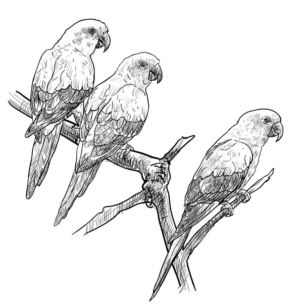 Три папуг
 - Вектор, зображення