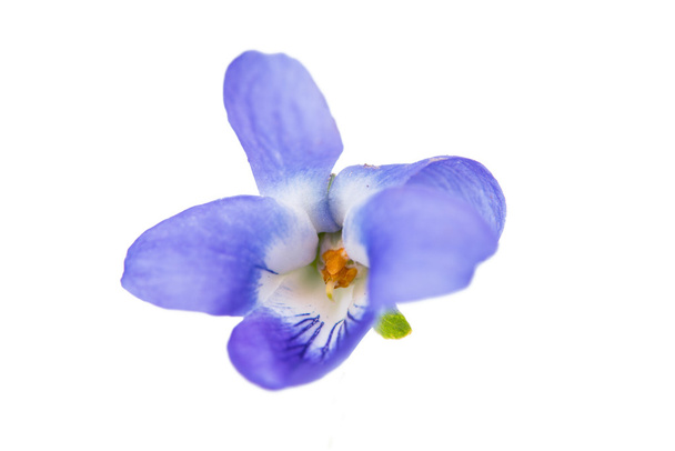 Fleurs violettes isolées
 - Photo, image